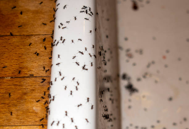 Reliable Swede Heaven, WA Pest Control Solutions