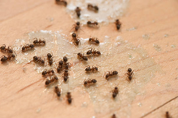 Wasp Removal Services in Swede Heaven, WA